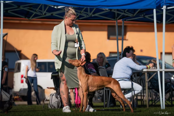 Krajská výstava všech plemen Němčice u Kolína – Mladý