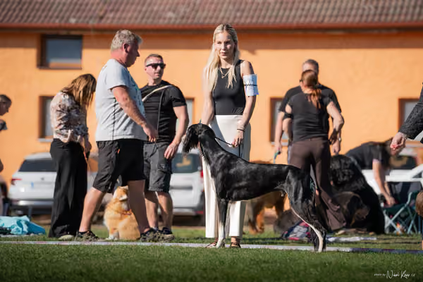 Krajská výstava všech plemen Němčice u Kolína – Mladý