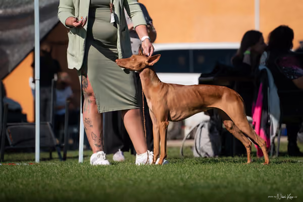 Krajská výstava všech plemen Němčice u Kolína – Mladý