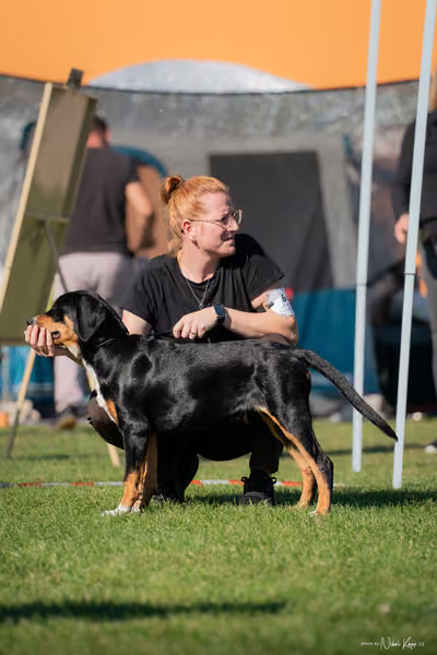 Krajská výstava všech plemen Němčice u Kolína – ŠTĚNĚ