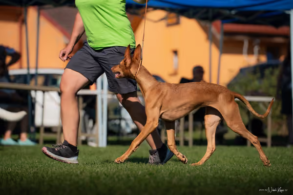 Krajská výstava všech plemen Němčice u Kolína – ŠTĚNĚ