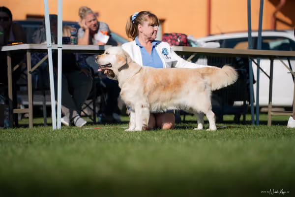 Krajská výstava všech plemen Němčice u Kolína – Čestná