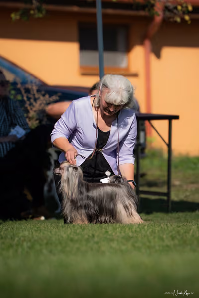 Krajská výstava všech plemen Němčice u Kolína – Čestná