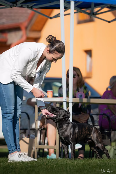 Krajská výstava všech plemen Němčice u Kolína – Čestná