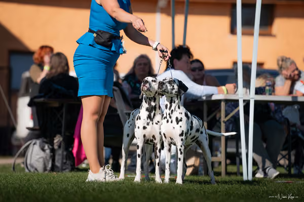 Krajská výstava všech plemen Němčice u Kolína – PÁRY