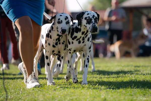 Krajská výstava všech plemen Němčice u Kolína – PÁRY