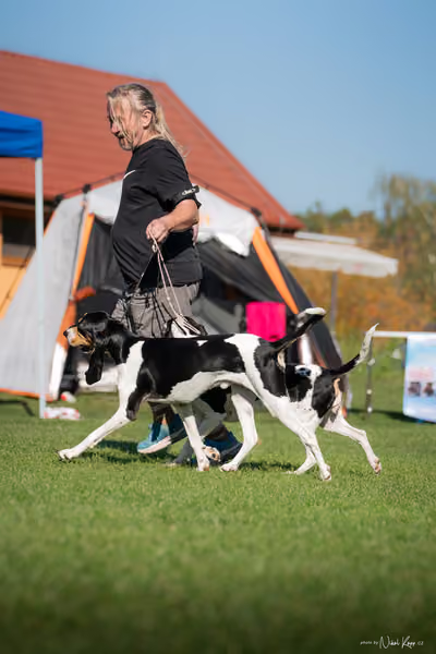 Krajská výstava všech plemen Němčice u Kolína – PÁRY
