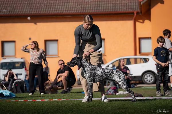 Krajská výstava všech plemen Němčice u Kolína – DOROST