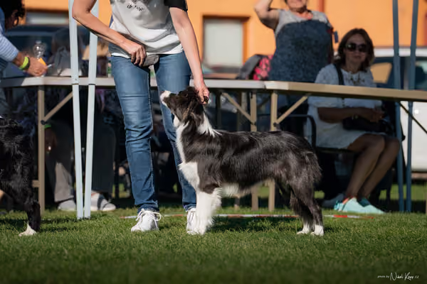 Krajská výstava všech plemen Němčice u Kolína – DOROST
