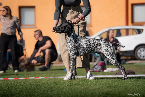 Krajská výstava všech plemen Němčice u Kolína – DOROST