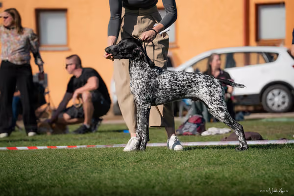 Krajská výstava všech plemen Němčice u Kolína – DOROST