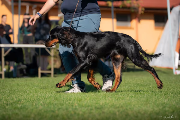 Krajská výstava všech plemen Němčice u Kolína – DOROST