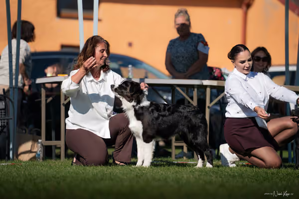 Krajská výstava všech plemen Němčice u Kolína – DOROST
