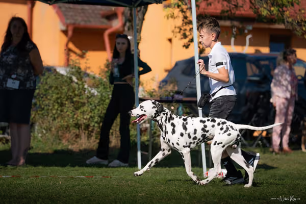 Krajská výstava všech plemen Němčice u Kolína – JH 2
