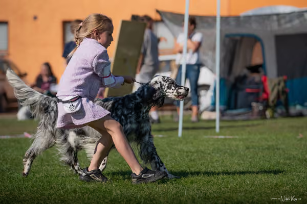 Krajská výstava všech plemen Němčice u Kolína – JH 1