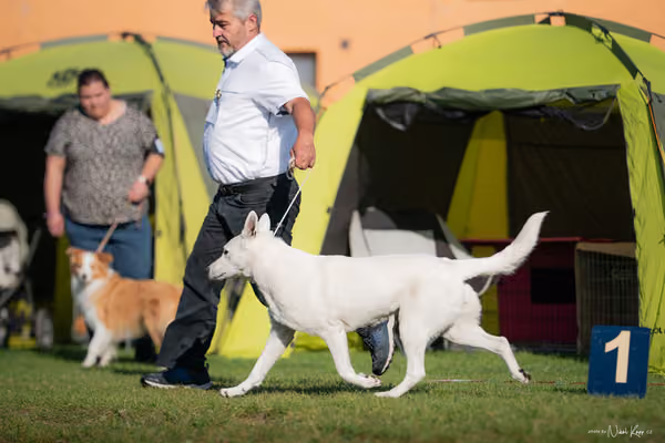 Krajská výstava všech plemen Němčice u Kolína – Ostatní