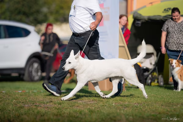 Krajská výstava všech plemen Němčice u Kolína – Ostatní