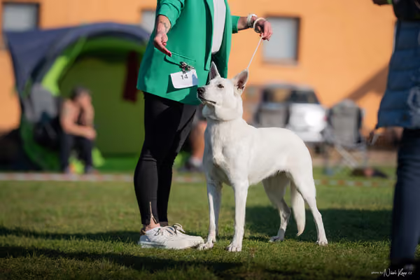 Krajská výstava všech plemen Němčice u Kolína – Ostatní