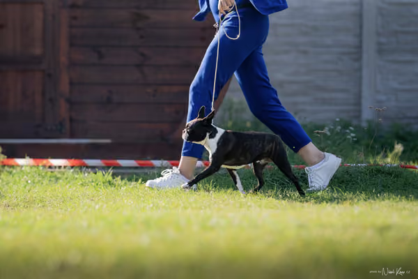 Krajská výstava všech plemen Němčice u Kolína – Ostatní