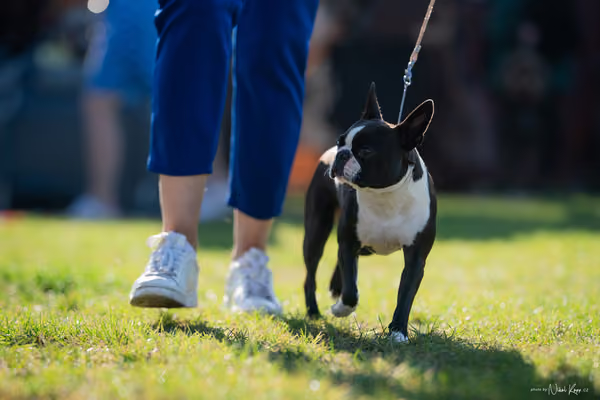 Krajská výstava všech plemen Němčice u Kolína – Ostatní