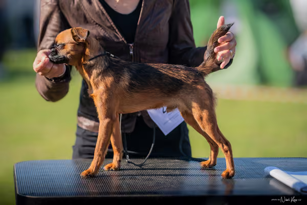 Krajská výstava všech plemen Němčice u Kolína – Ostatní