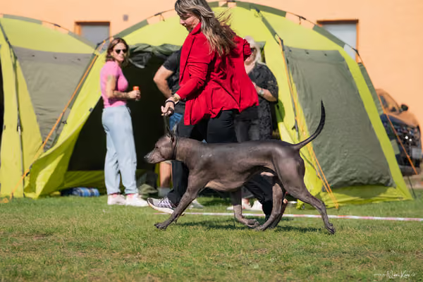 Krajská výstava všech plemen Němčice u Kolína – Ostatní