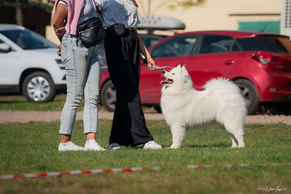 Krajská výstava všech plemen Němčice u Kolína – Ostatní