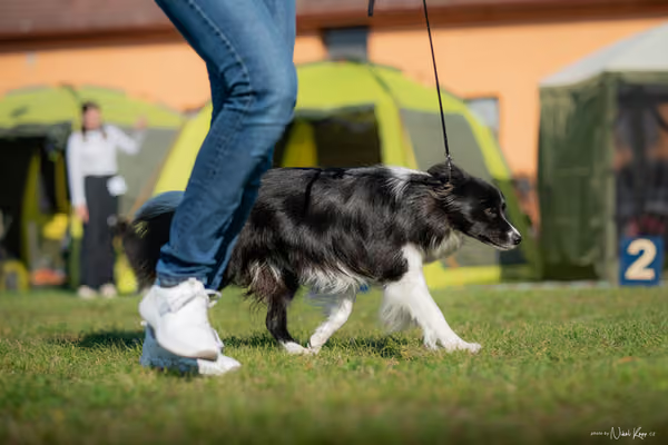 Krajská výstava všech plemen Němčice u Kolína – Ostatní