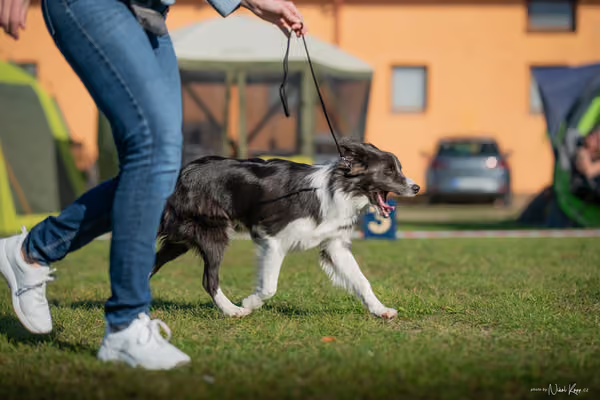 Krajská výstava všech plemen Němčice u Kolína – Ostatní