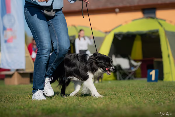 Krajská výstava všech plemen Němčice u Kolína – Ostatní