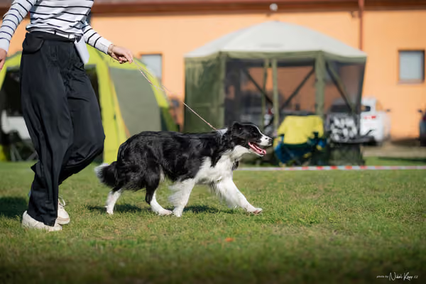 Krajská výstava všech plemen Němčice u Kolína – Ostatní