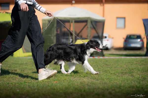 Krajská výstava všech plemen Němčice u Kolína – Ostatní