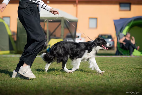 Krajská výstava všech plemen Němčice u Kolína – Ostatní