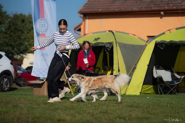 Krajská výstava všech plemen Němčice u Kolína – Ostatní