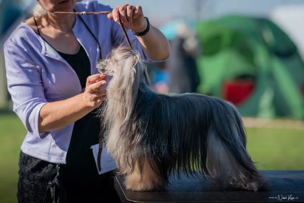 Krajská výstava všech plemen Němčice u Kolína – Ostatní