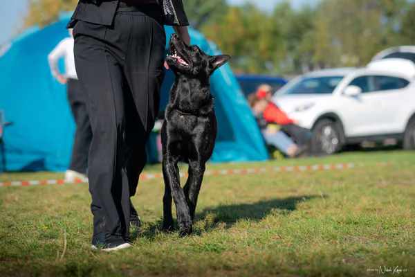 Krajská výstava všech plemen Němčice u Kolína – Ostatní
