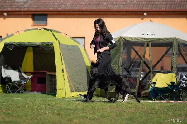 Krajská výstava všech plemen Němčice u Kolína – Ostatní