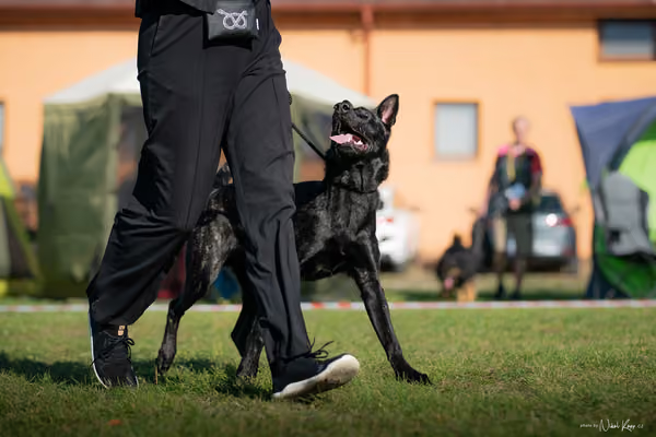Krajská výstava všech plemen Němčice u Kolína – Ostatní