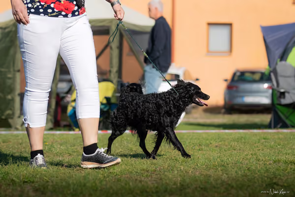 Krajská výstava všech plemen Němčice u Kolína – Ostatní