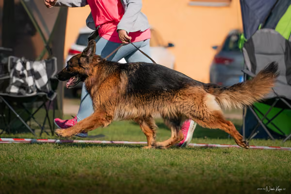 Krajská výstava všech plemen Němčice u Kolína – Ostatní