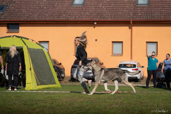 Krajská výstava všech plemen Němčice u Kolína – Ostatní