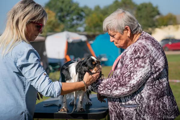 Krajská výstava všech plemen Němčice u Kolína – Ostatní