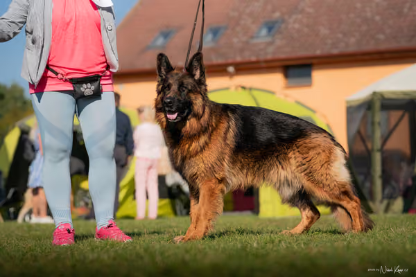 Krajská výstava všech plemen Němčice u Kolína – Ostatní