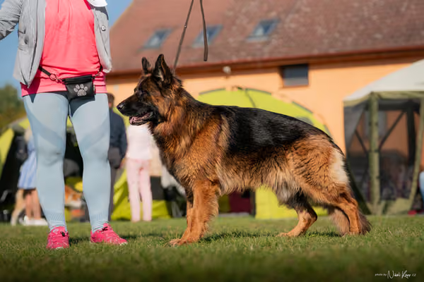 Krajská výstava všech plemen Němčice u Kolína – Ostatní