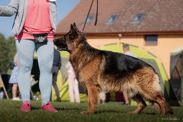 Krajská výstava všech plemen Němčice u Kolína – Ostatní