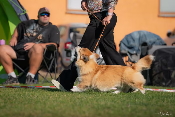 Krajská výstava všech plemen Němčice u Kolína – Ostatní