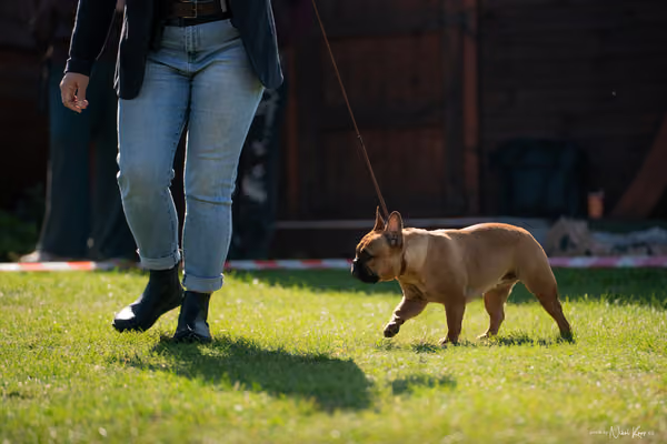 Krajská výstava všech plemen Němčice u Kolína – Ostatní