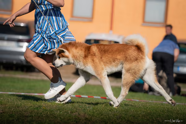 Krajská výstava všech plemen Němčice u Kolína – Ostatní