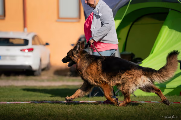Krajská výstava všech plemen Němčice u Kolína – Ostatní