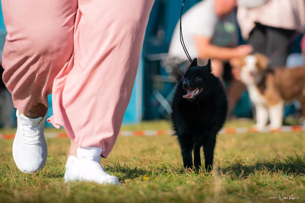 Krajská výstava všech plemen Němčice u Kolína – Ostatní